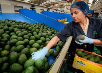 New Record in Mexico’s Agri-Food Exports