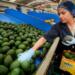 New Record in Mexico’s Agri-Food Exports