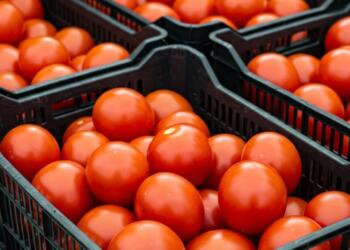 Mexico will talk with the US to avoid tomato tariffs; they can’t replace us: Agriculture