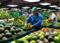 May 5th celebration boosts Mexican avocado exports to the US: APEAM
