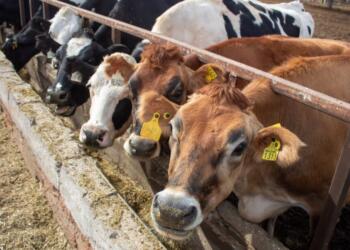 Work on the eradication of the screwworm is urgent: ANETIF