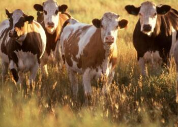 Mexico has reached agreements with the US to combat screwworms: Agriculture