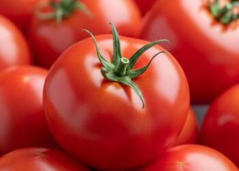 What would be the impact of a potential US tariff on Mexican tomatoes?