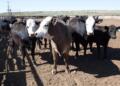 A new case of screwworm suspends the reopening of Mexican cattle ranches in the U.S.