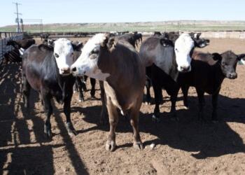 A new case of screwworm suspends the reopening of Mexican cattle ranches in the U.S.