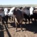 A new case of screwworm suspends the reopening of Mexican cattle ranches in the U.S.