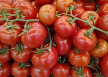 Mexico prepares plan to support tomato producers in response to US tariffs