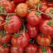 Mexico prepares plan to support tomato producers in response to US tariffs