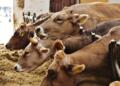 Mexico-US alliance protects meat industry against screwworms